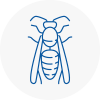 Heanor Wasp Nest Removal